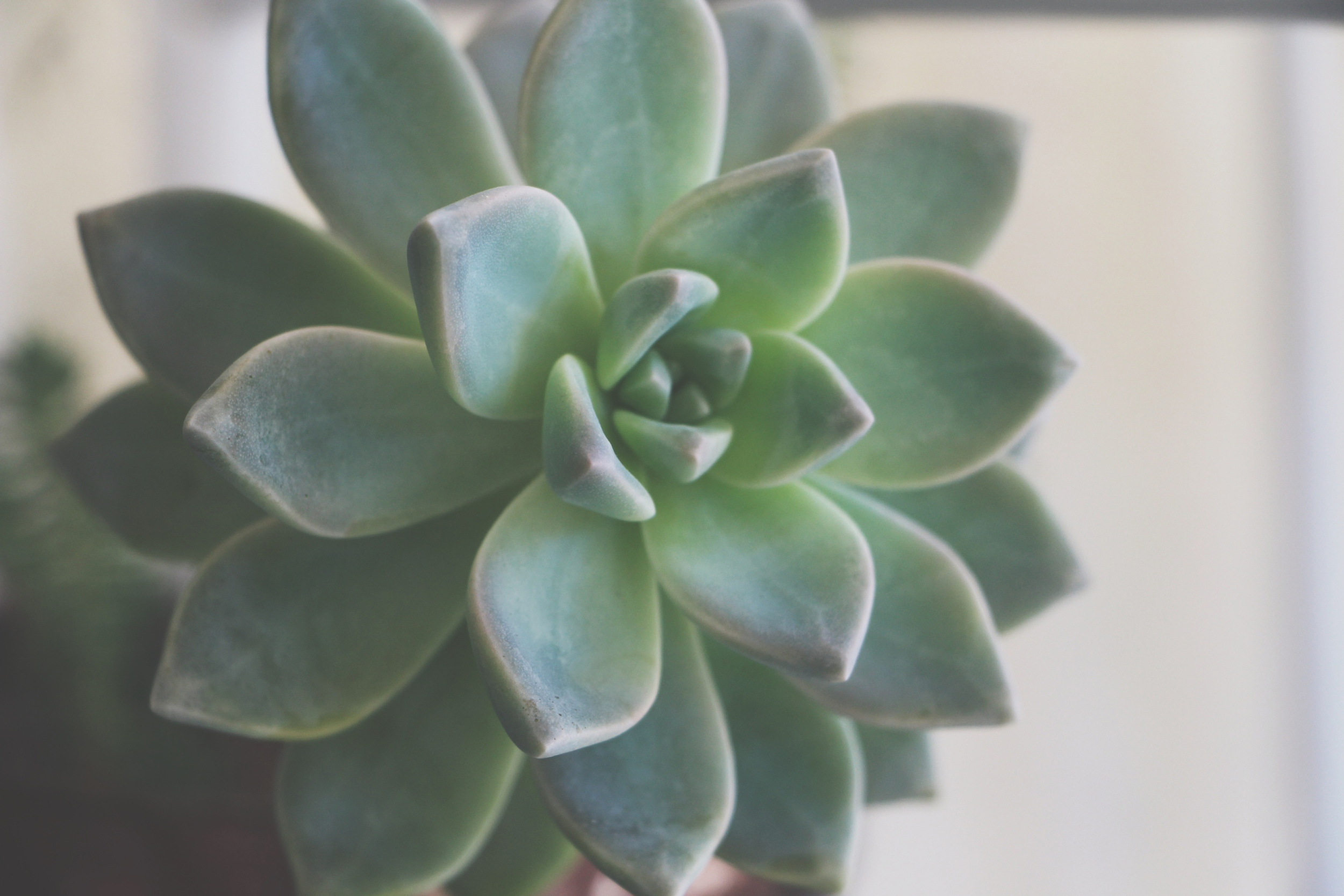 beautiful succulent via needles + leaves